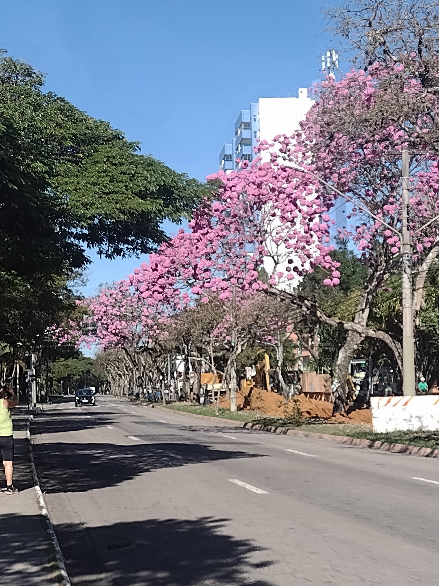 Bosque dos Eucaliptos